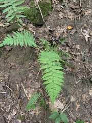 Deparia acrostichoides