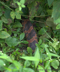 Pantherophis obsoletus