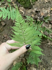 Deparia acrostichoides