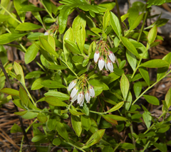 Vaccinium tenellum