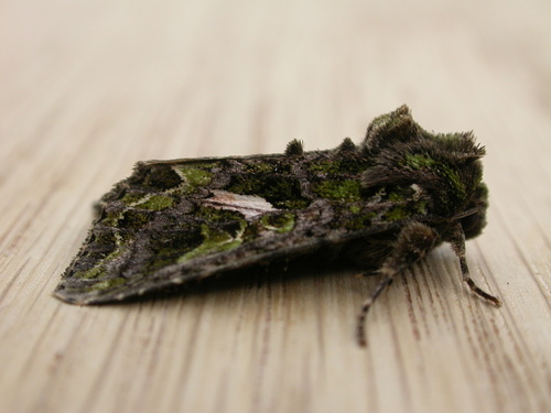 Orache Moth