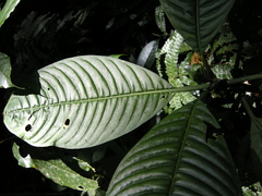 Notopleura panamensis
