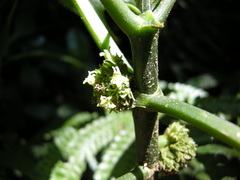 Notopleura panamensis