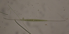 Closterium setaceum