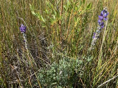 Lupinus lepidus confertus