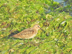 Calidris alpina