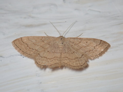 Scopula ochraceata