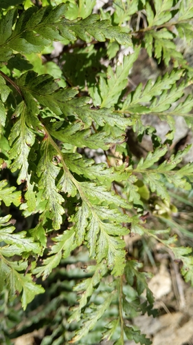 Loxsoma cunninghamii (Loxsoma cunninghamii)