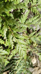 Loxsoma cunninghamii