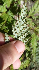 Loxsoma cunninghamii