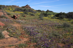 Lapeirousia oreogena