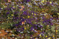 Lapeirousia oreogena