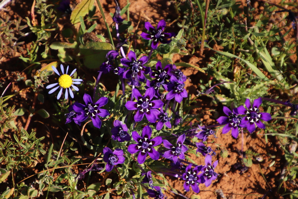 Lapeirousia oreogena, Dolerite Trail s koppies), Hantam National Botanical Garden