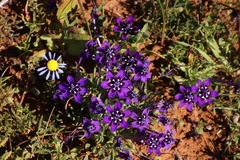 Lapeirousia oreogena