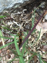 Necydalis cavipennis