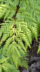 Loxsoma cunninghamii