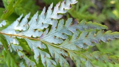 Loxsoma cunninghamii