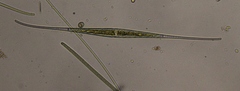 Closterium setaceum