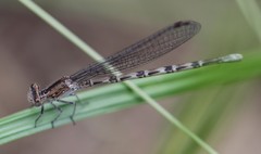Argia immunda