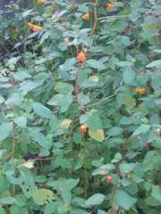 Impatiens capensis