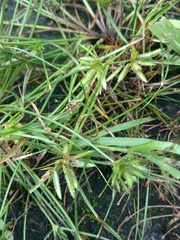 Cyperus compressus