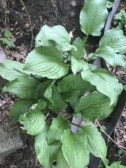 Hosta