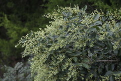 Ligustrum lucidum