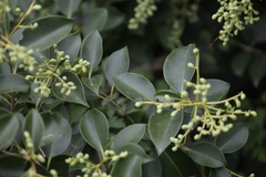 Ligustrum lucidum
