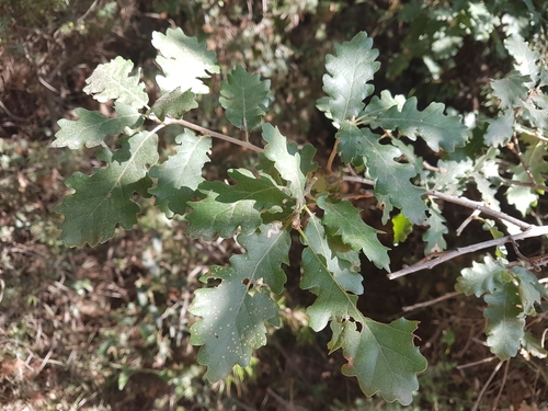 Hrast (Quercus)