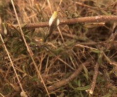 Cordylanthus pilosus pilosus