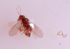 Ectopsocidae