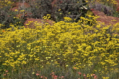 Senecio abruptus