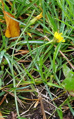 Scorzoneroides autumnalis