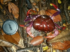 Johngarthia weileri