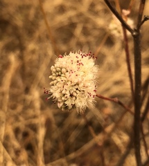 Eriogonum nudum auriculatum