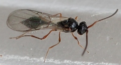 Aclista