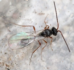 Aclista