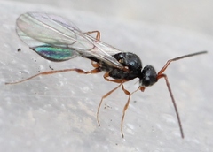Aclista