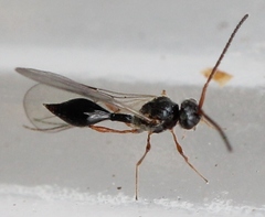 Aclista