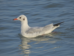 Chroicocephalus ridibundus