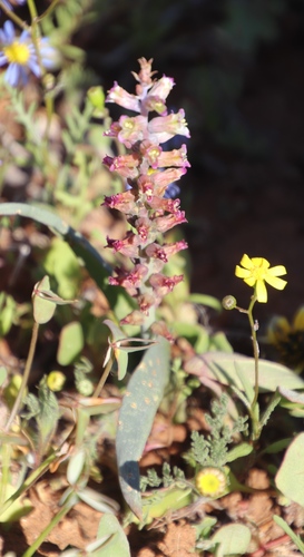 Image of Lachenalia obscura by (c) Tony Rebelo, some rights reserved (CC BY-SA)