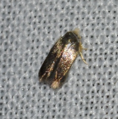 Nepticuloidea