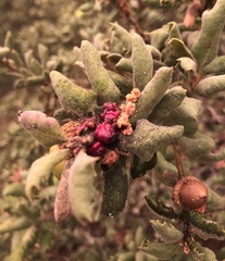 Disholcaspis prehensa