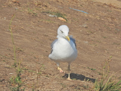 Larus michahellis
