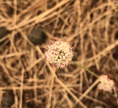 Eriogonum nudum auriculatum