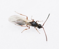 Diapria