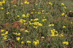 Senecio abruptus