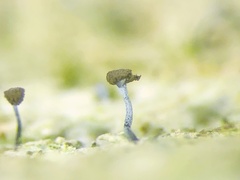 Chaenotheca xyloxena