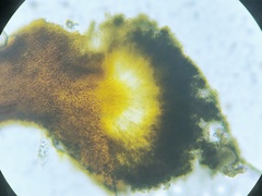 Chaenotheca xyloxena