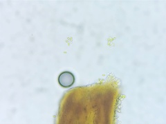 Chaenotheca xyloxena